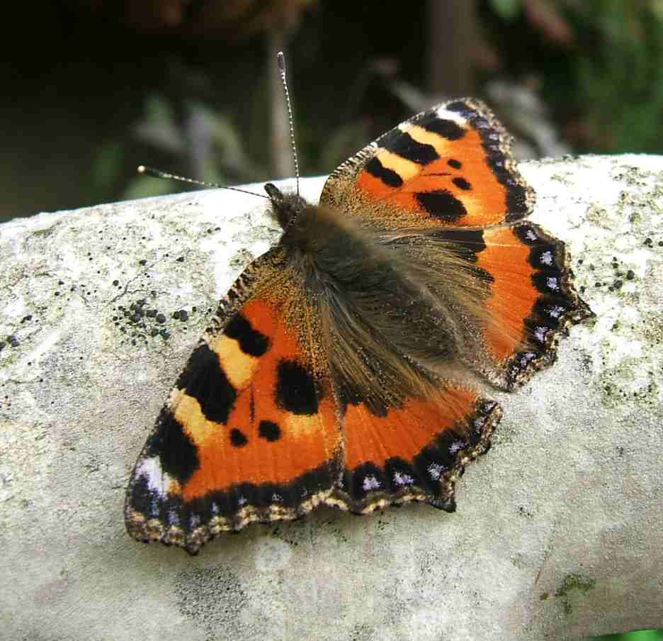 Aglais urticae Aglais urticae
